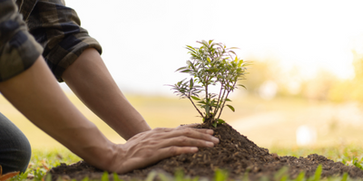 tree-being-planted-with-hands-seo-strategy-for-online-business-growth